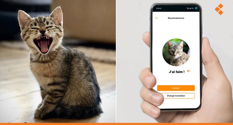 تحميل تطبيق مياو توك لترجمة مواء القطط MEOWTALK